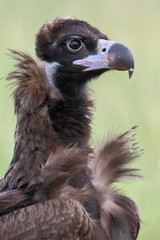 Portrait of black vulture