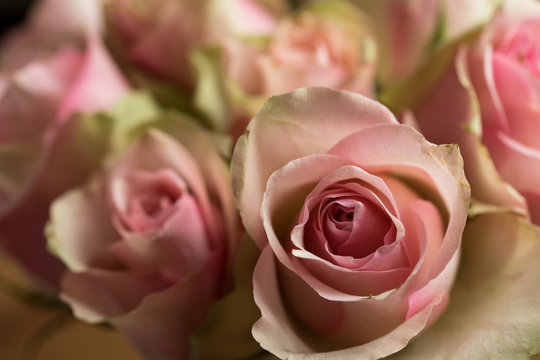 In Rosa, Creme und Weiß blühen Cezanne Rosen