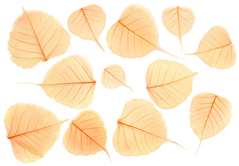 Fototapeta na wymiar Dried transparent leaves isolated on white background. Beautiful nature pattern. Set of dried skeleton leaves texture. Dried florist supplies.