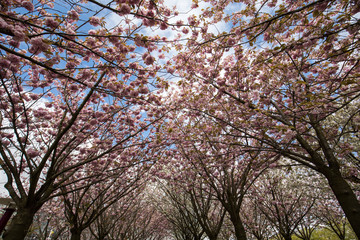 Garden with flowering trees inspired by Van Gogh paintings between the Van Gogh museum and the Rijksmuseum on a spring day. Amsterdam, Netherlands
