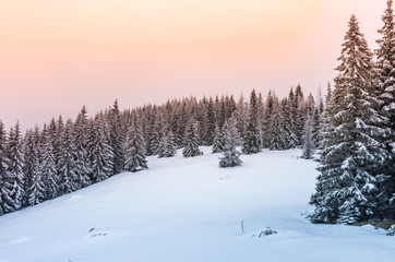 Winter forest in Beskidy mountains, Poland
