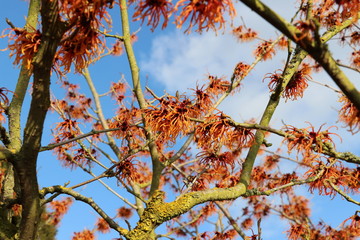 Zaubernuss - Hamamelis