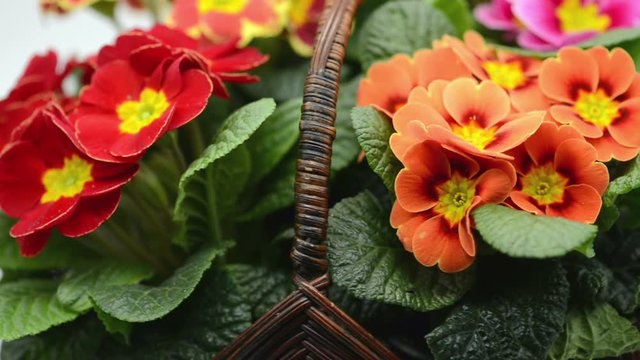 group of primula flowers turning around in a basket