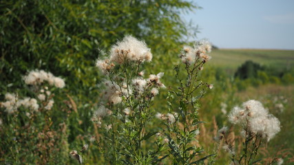 summer field fruit