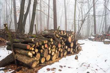 Skład drewna w lesie. Zimowa sceneria