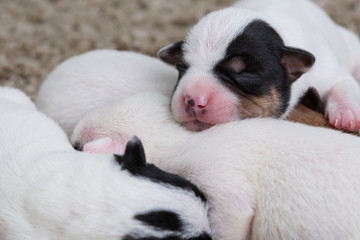 newborn puppies breed jack russel terrier sleeping