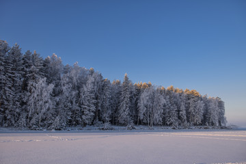The picturesque forest is covered with hoarfrost at dawn.