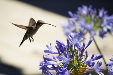 animales   aves   colibri © christian