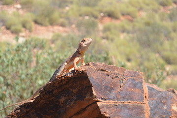 King's Canyon Sunbath