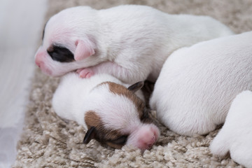 newborn puppies breed jack russel terrier sleeping