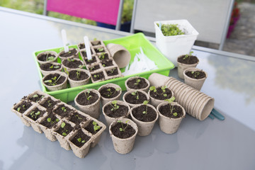 Transplant little plants for the garden