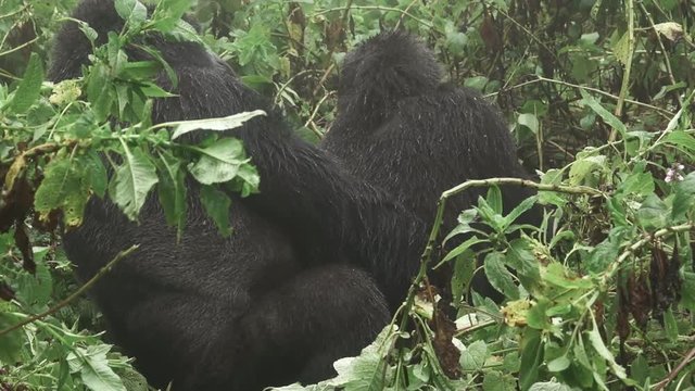 Mountain gorilla couple loving moment