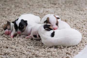 newborn puppies breed jack russel terrier sleeping