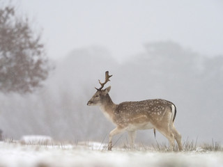 Fallow deer, Dama dama