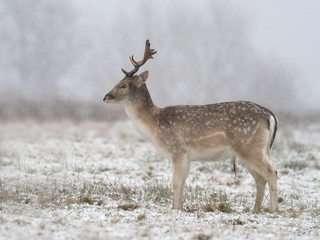 Fallow deer, Dama dama