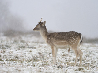 Fallow deer, Dama dama