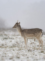 Fallow deer, Dama dama