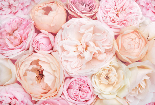 Fototapeta Lato kwitnąca delikatna róża na kwitnącym tle kwitnących kwiatów, pastelowa i miękka karta kwiatowy bukiet