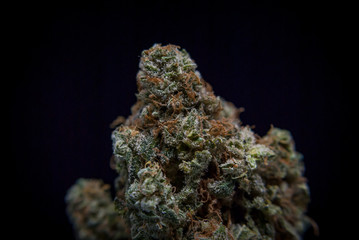Cannabis Bud: Albert Walker