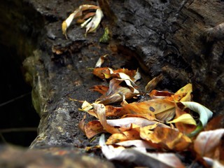.......Autmn leaves rests