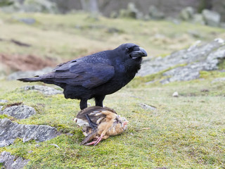 Raven, Corvus corax