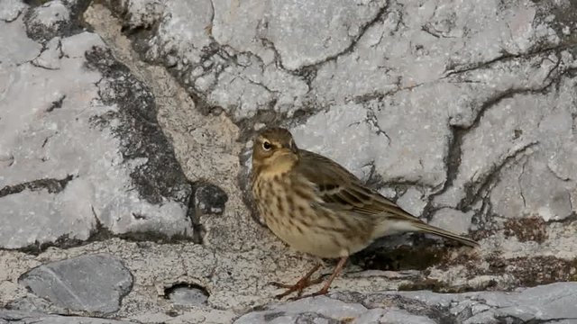 Rock Pipit, Anthus petrosus