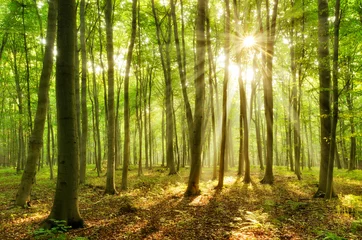 Wandaufkleber Naturnaher Buchenwald, Sonnenstrahlen brechen durch Morgennebel © AVTG