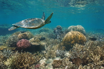 Obraz na płótnie Canvas Beautiful coral reef with a green sea turtle underwater, south Pacific ocean, New Caledonia