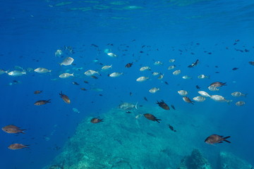 Fototapeta na wymiar Shoal of fishes in the Mediterranean sea composed by damselfish, salema porgy and white seabream underwater near water surface, Costa Brava, Spain