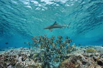 Obraz premium Underwater life a school of fish whitespotted surgeonfish with a blacktip reef shark, Pacific ocean, French Polynesia