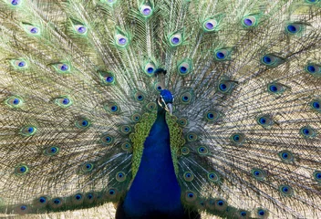 Fotobehang blue peafowl feathering © Irina Volkova