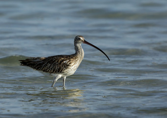 Curlew during high tide at Bahrain 
