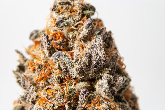 Cannabis Flower Macro - Strain: Purple Kool Aid