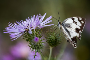 Naturaleza cercana