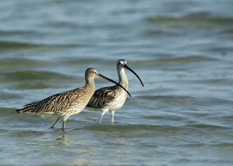 A pair of Curlew at Busaiteen coast, Bahrain 