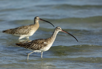 A pair of Curlews searching food
