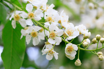 Branches of a young blossoming bird cherry. Beauty in nature.