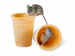closeup the mouse (Apodemus agrarius) sits on top of empty wafer cone and lookis at camera. Second...