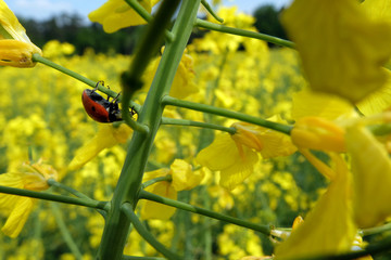 Marienkäfer im Rapsfeld