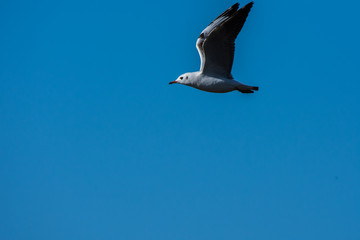 El vuelo de la gaviota