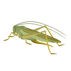 grasshopper  green  vector illustration flat style  profile
