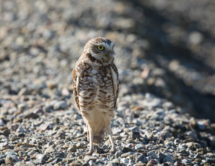 Burrowing owl, seen in the wild in North California