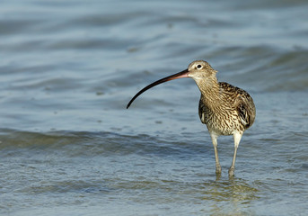 Curlew