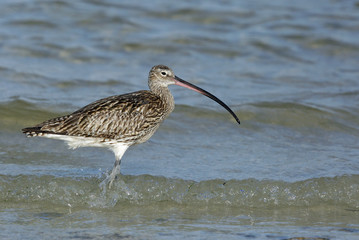Curlew at Busaiteen coast during high tide, Bahrain 