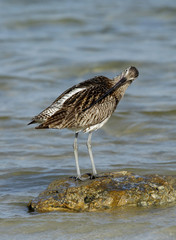 Curlew preening, Bahrain 