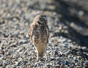 Burrowing owl, seen in the wild in North California