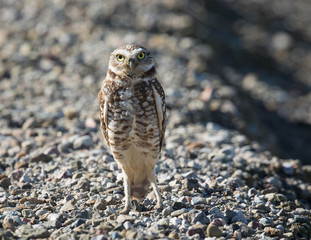 Burrowing owl, seen in the wild in North California