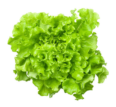 Lettuce Salad Head Isolated on White Background