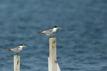 Lesser Crested terns on log
