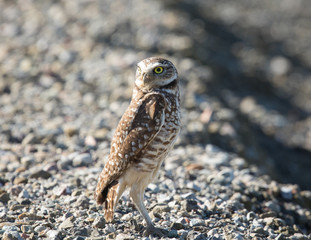 Burrowing owl, seen in the wild in North California